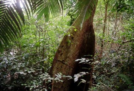 Palenque